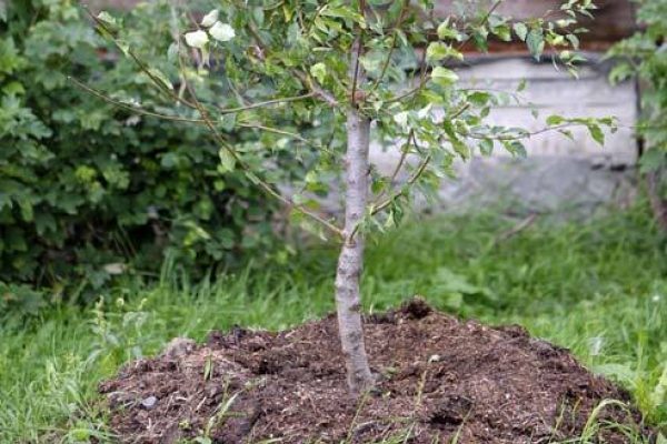  Grown Cherry Turgenevka