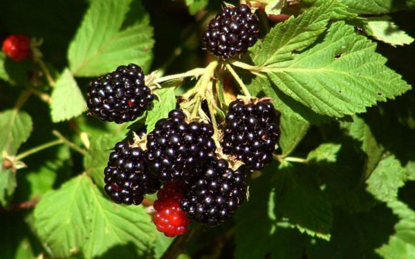  Blackberry Smutstststem