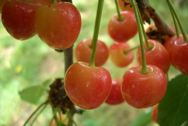  Bayas de un grado de cereza dulce Fatezh