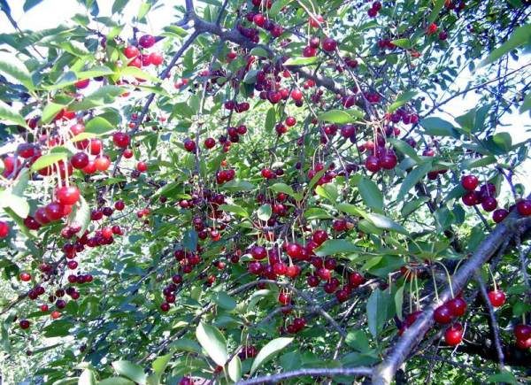  Cherry for Moscow region Griot Moscow