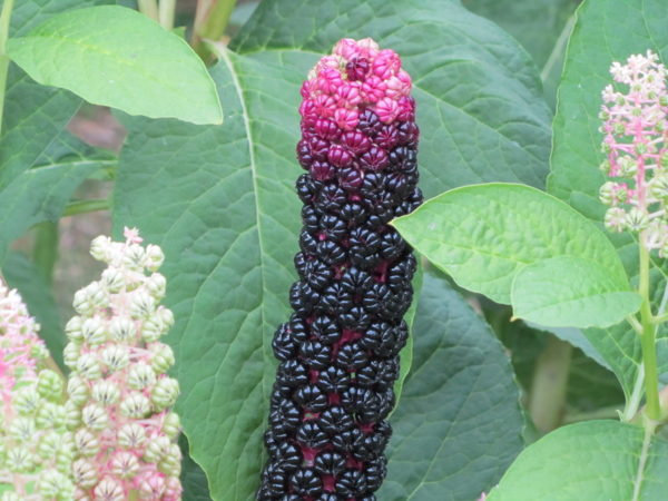  Planta de grădină Berry Fazan