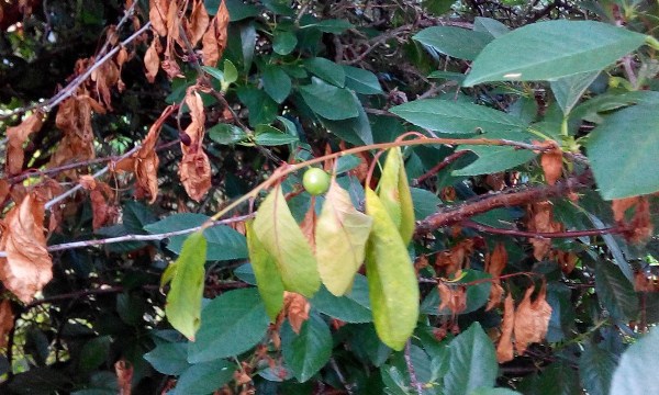  Enfermedad de la cereza