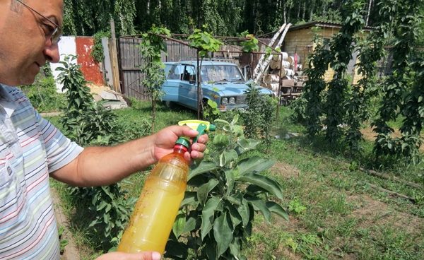  Remedios populares para combatir los pulgones en árboles frutales.