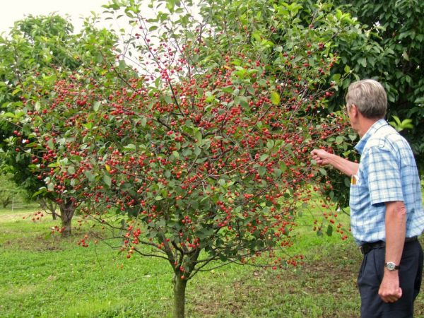  Cereza joven Fatezh