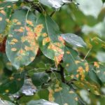  Cherry coccomycosis