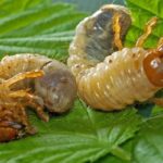  Larvas de Maybot