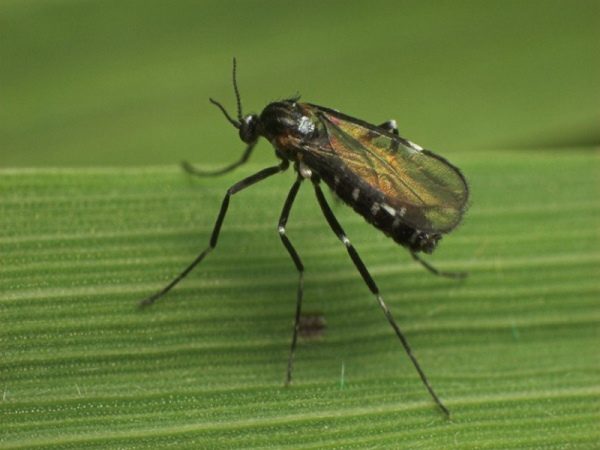  Brotes de frambuesa gallitsa (mosquito frambuesa)