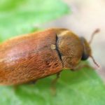  Escarabajo de la frambuesa