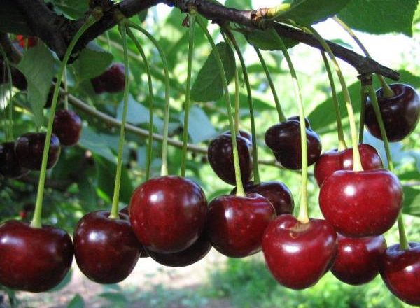  Variedad de cereza juvenil