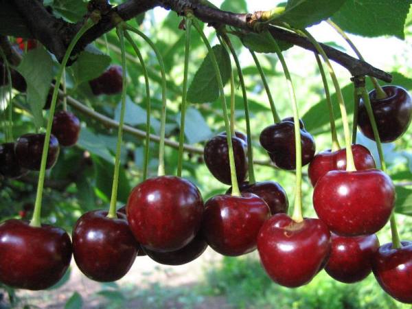  Cherry Youth variety