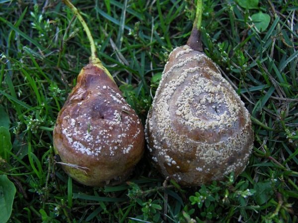  Pudrición de la fruta de pera o manilioz