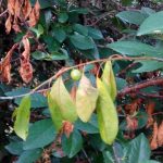  Monilioz Cherry