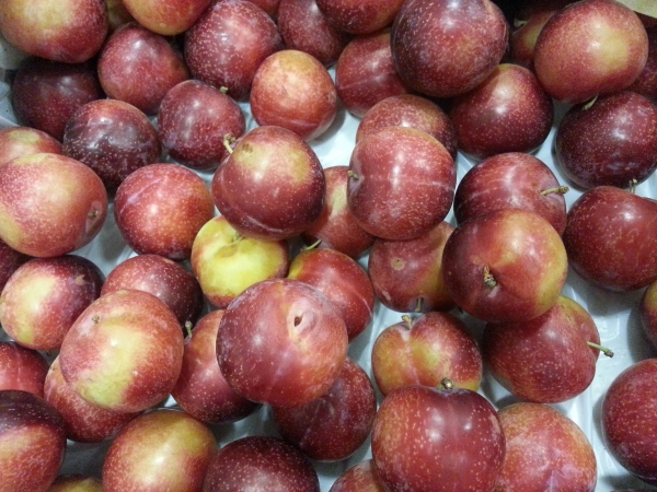  Los frutos de cereza se utilizan con fines terapéuticos y profilácticos para el estreñimiento prolongado, la deficiencia de vitaminas y los trastornos metabólicos.