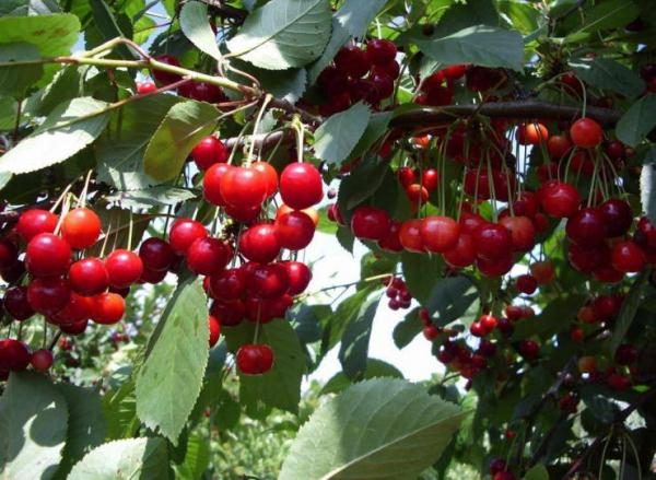  Variety cherry Memory Mashkin
