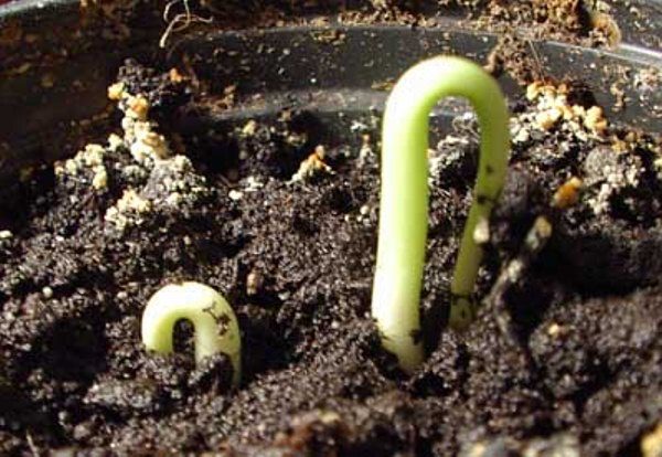  Sprouted Cherry Bone