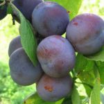  Plum Renklod