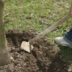  Aflojando el suelo debajo de un árbol.
