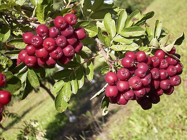  I frutti di sorbo melograno