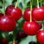  Cherry Steppe Generous