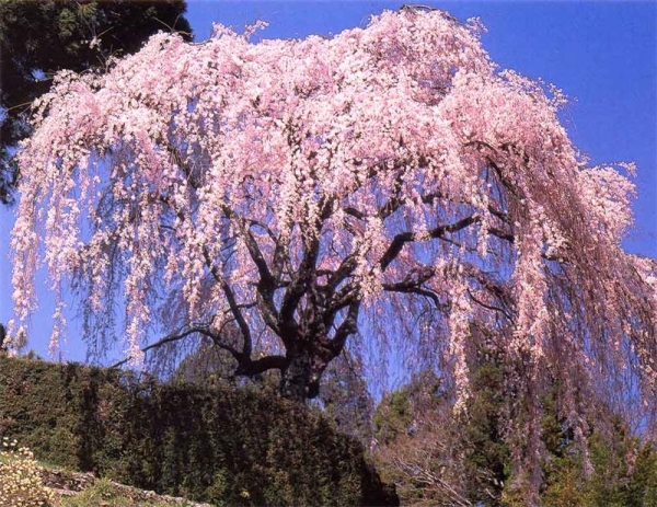  Cherry-sakura belongs to ornamental plants, its fruits are not suitable for ingestion.