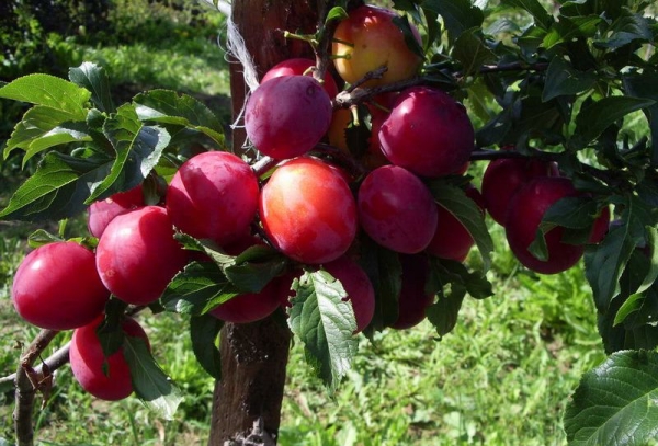  Ural rojo variedad ciruela: descripción del árbol, plantación y cuidado, lucha contra enfermedades y plagas