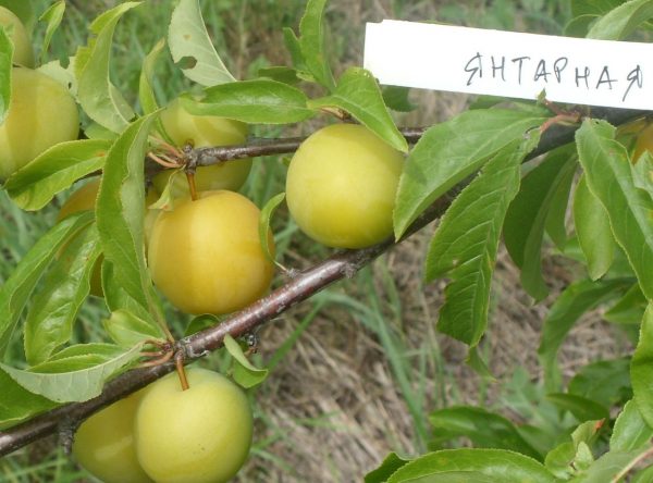  Amber plum variety