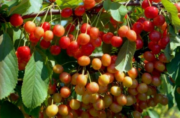  Manojos maduros de cerezas Fatezh listas para cosechar