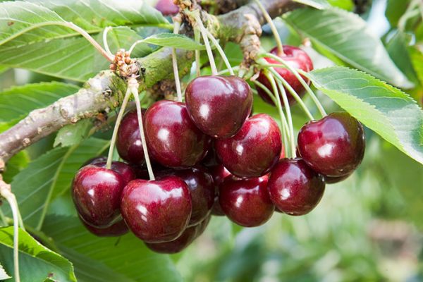  Cherry Ovstuzhenka