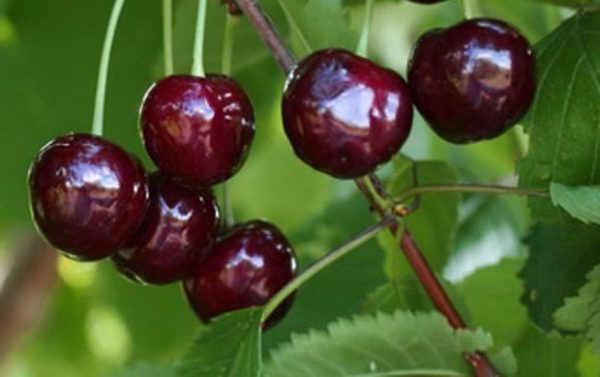  Dolce ciliegia