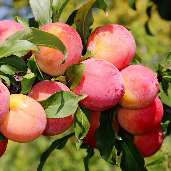  Altai jubilee plum