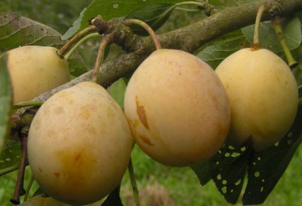  Variety plum home Ochakovskaya yellow