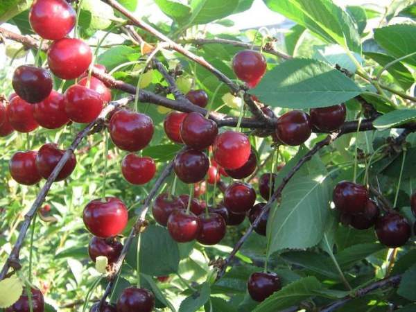 Cherry variety Apukhtinskaya