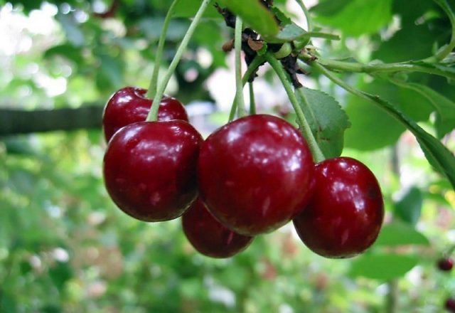  Los beneficios de la cereza.
