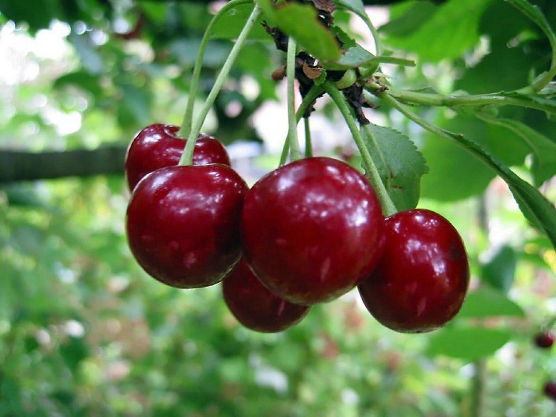  The benefits of cherry
