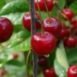  Cherry steppe Bolotovskaya