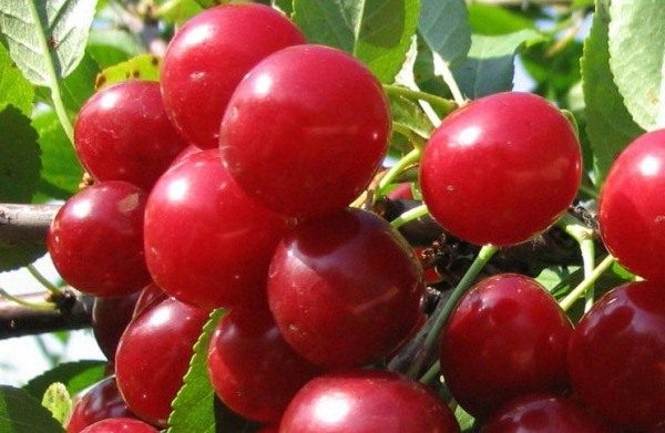  Cherry Variety Meeting