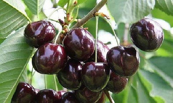  Suc de cireș dulce Iput