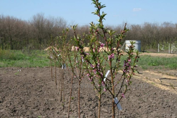  Răsadul de prune este coborât în ​​gaură, astfel încât gâtul rădăcinii se ridică deasupra solului la o distanță de 5-7 centimetri