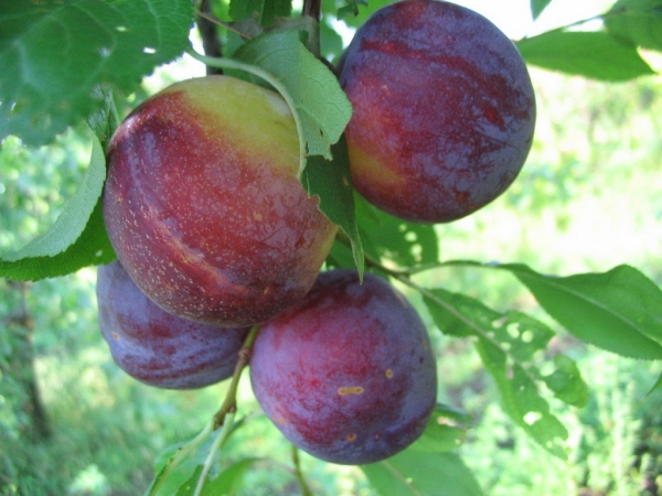  Variedad de souvenirs orientales ciruela resistente a las heladas, es preferible usar la fruta fresca