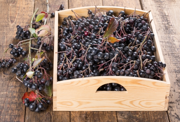  Per cucinare marmellate e composte, le bacche dovrebbero essere raccolte dalla fine di settembre, verso la metà di ottobre.