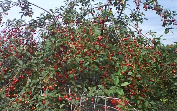  Spray self-fertile cherry youth variety