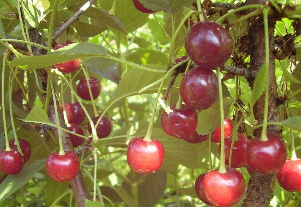  Cherry Youth is resistant to fungal diseases