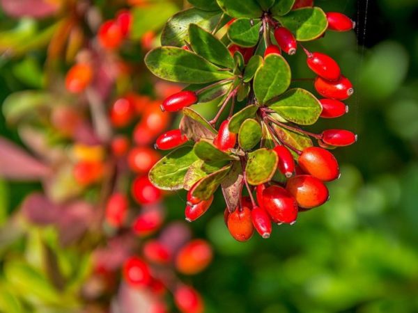  Ramo di crespino con frutti