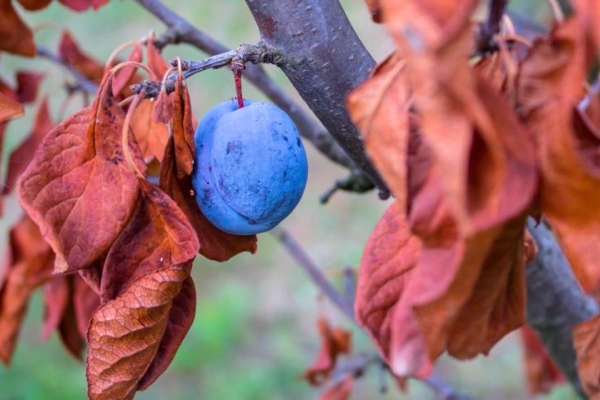  Cuidado adecuado de la ciruela en el otoño: medidas necesarias.