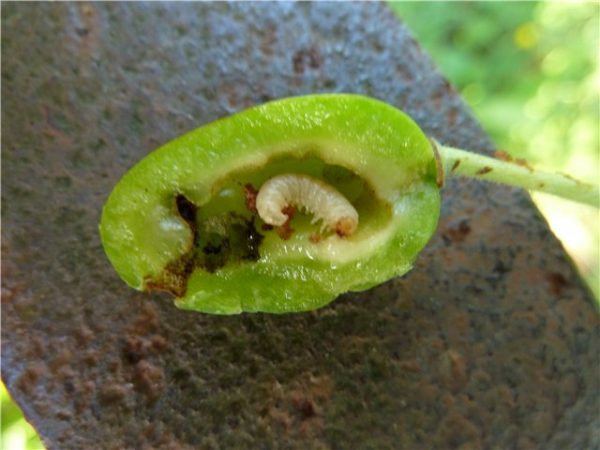  Frutto affettato da prugne secche