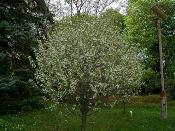  Tree Steppe cherry
