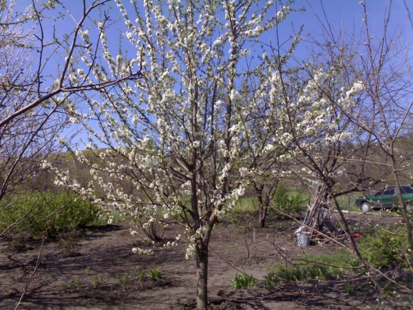  Floración de las variedades de cerezo Iput.