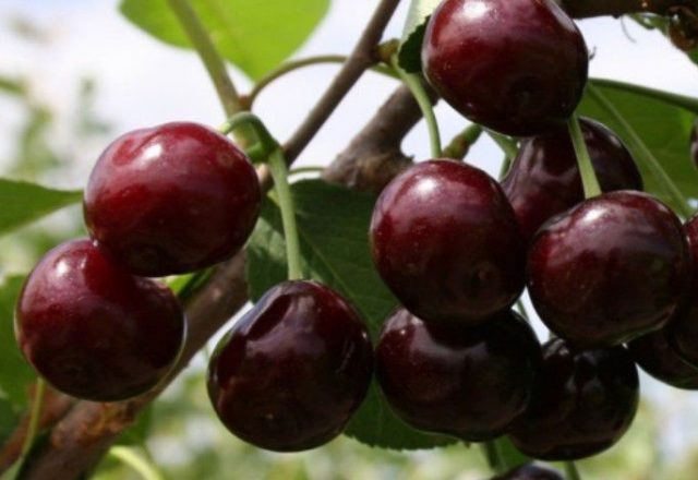  Cereza dulce Iput
