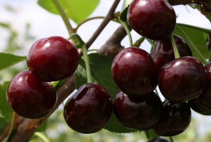  Cereza dulce Iput