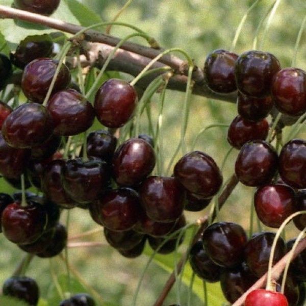  Cireasa dulce Leningrad negru